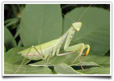 Praying Mantis Facts